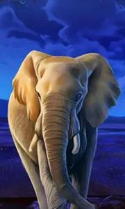 African Elephant